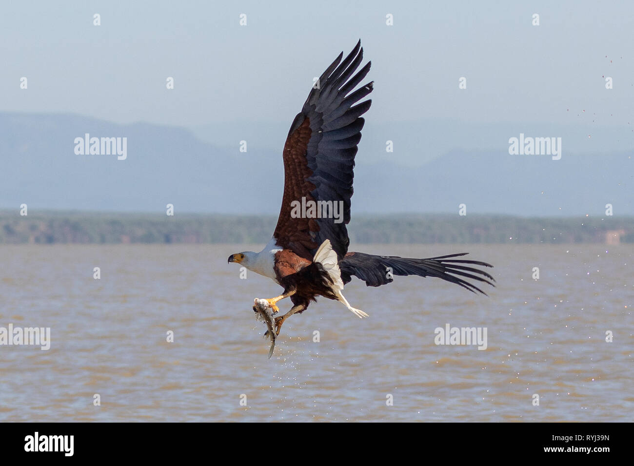 L'aigle de mer africaine swooping pour le poisson, le Kenya, l'Afrique Banque D'Images