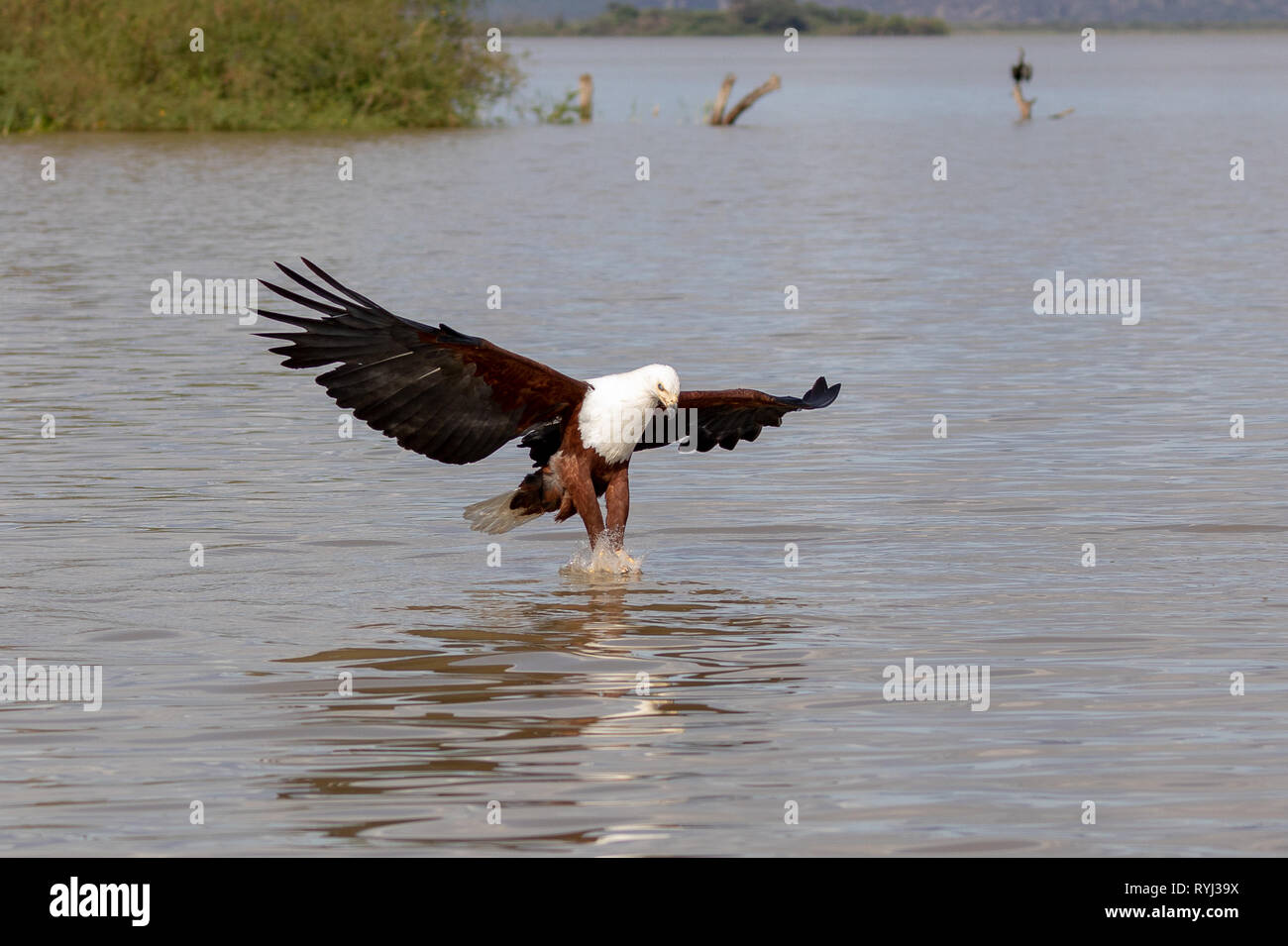 L'aigle de mer africaine swooping pour le poisson, le Kenya, l'Afrique Banque D'Images