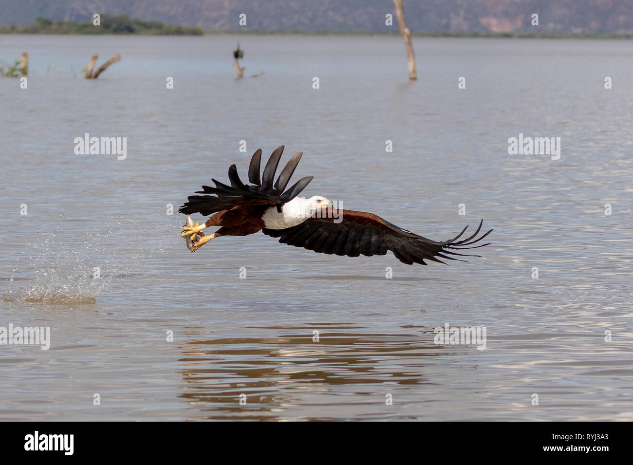 L'aigle de mer africaine swooping pour le poisson, le Kenya, l'Afrique Banque D'Images