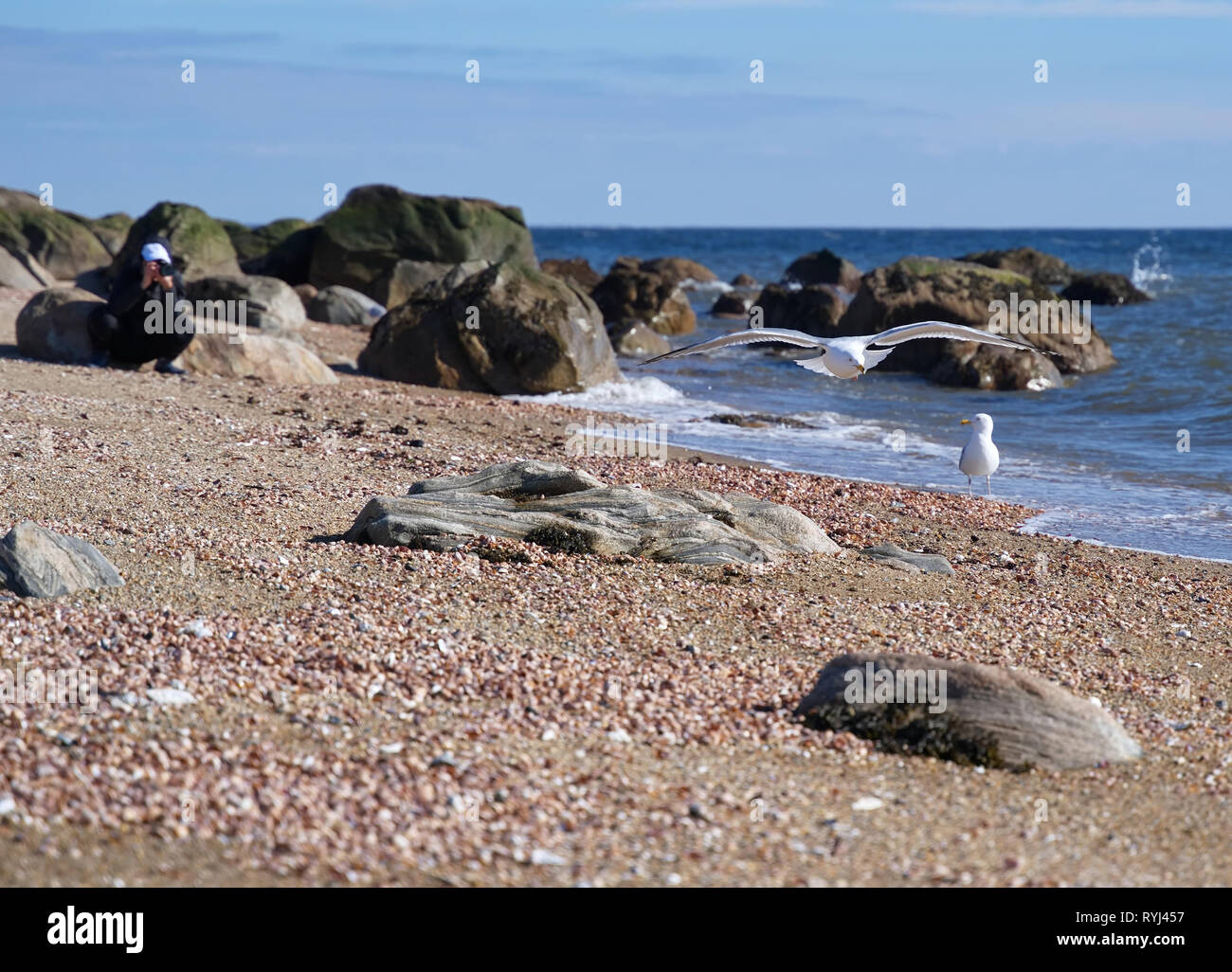 Un photographe de la faune la capture en vol de mouettes. Banque D'Images