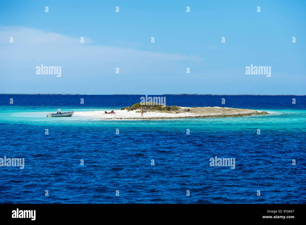 White Banque (également appelé l'île Seal) est le foyer d'une famille de lions de mer australiens dans le groupe de Pâques le Houtman Abrolhos. Les Houtman Abrolhos isl Banque D'Images