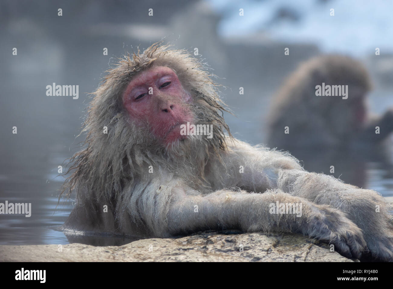 Un Macaque japonais (Snow Monkey) se détend dans une source thermale Banque D'Images