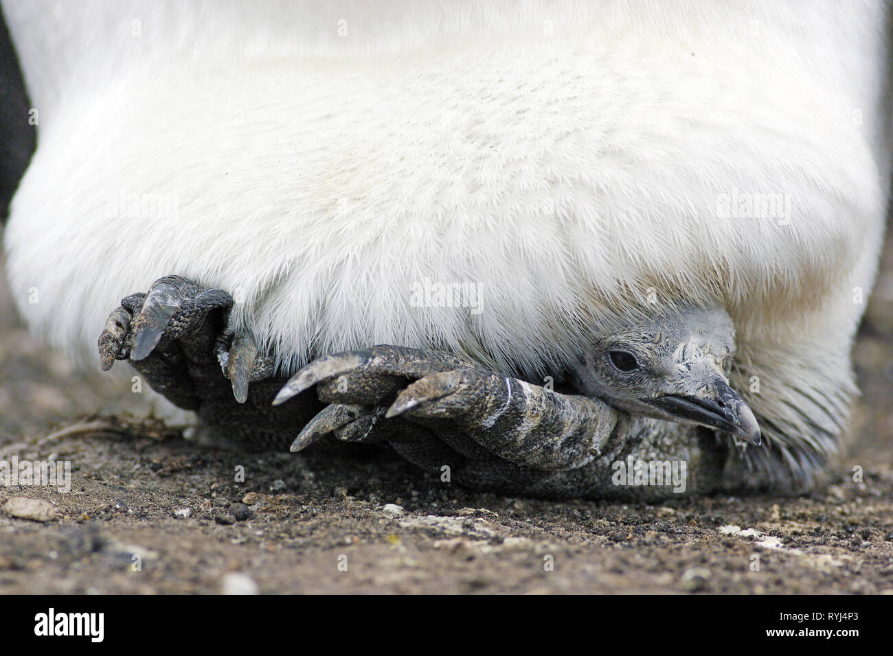 Le manchot royal (Aptenodytes patagonicus), chick sous le plumage d'un des profils, Îles Falkland, Océan Atlantique Banque D'Images