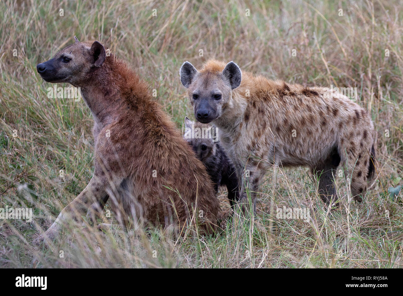 L'hyène tachetée, la famille Afrique Kenya Banque D'Images