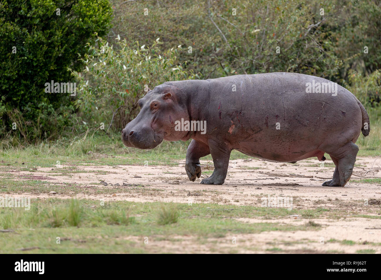 L'Hippopotame commun, le Kenya Afrique Banque D'Images