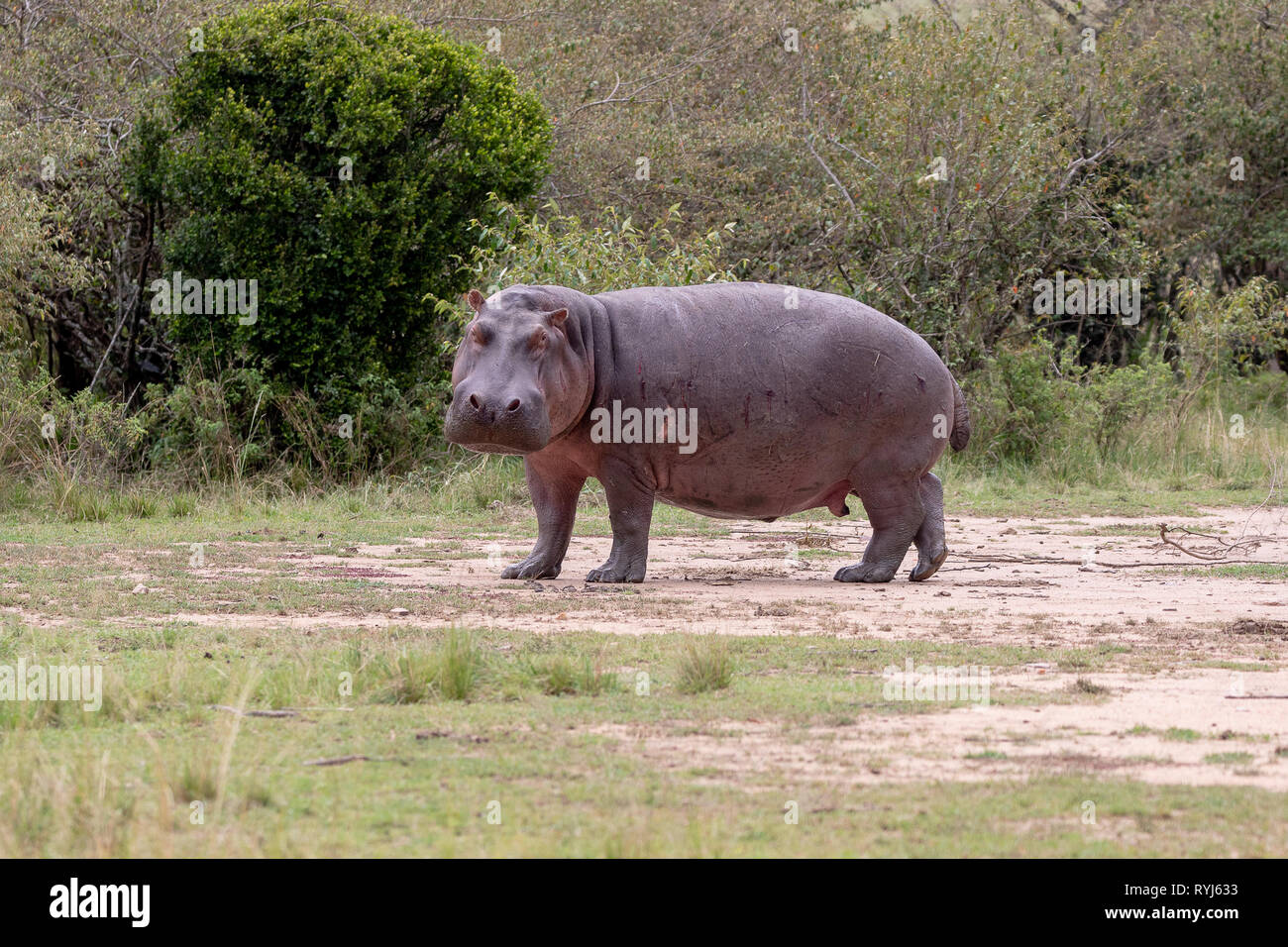 L'Hippopotame commun, le Kenya Afrique Banque D'Images