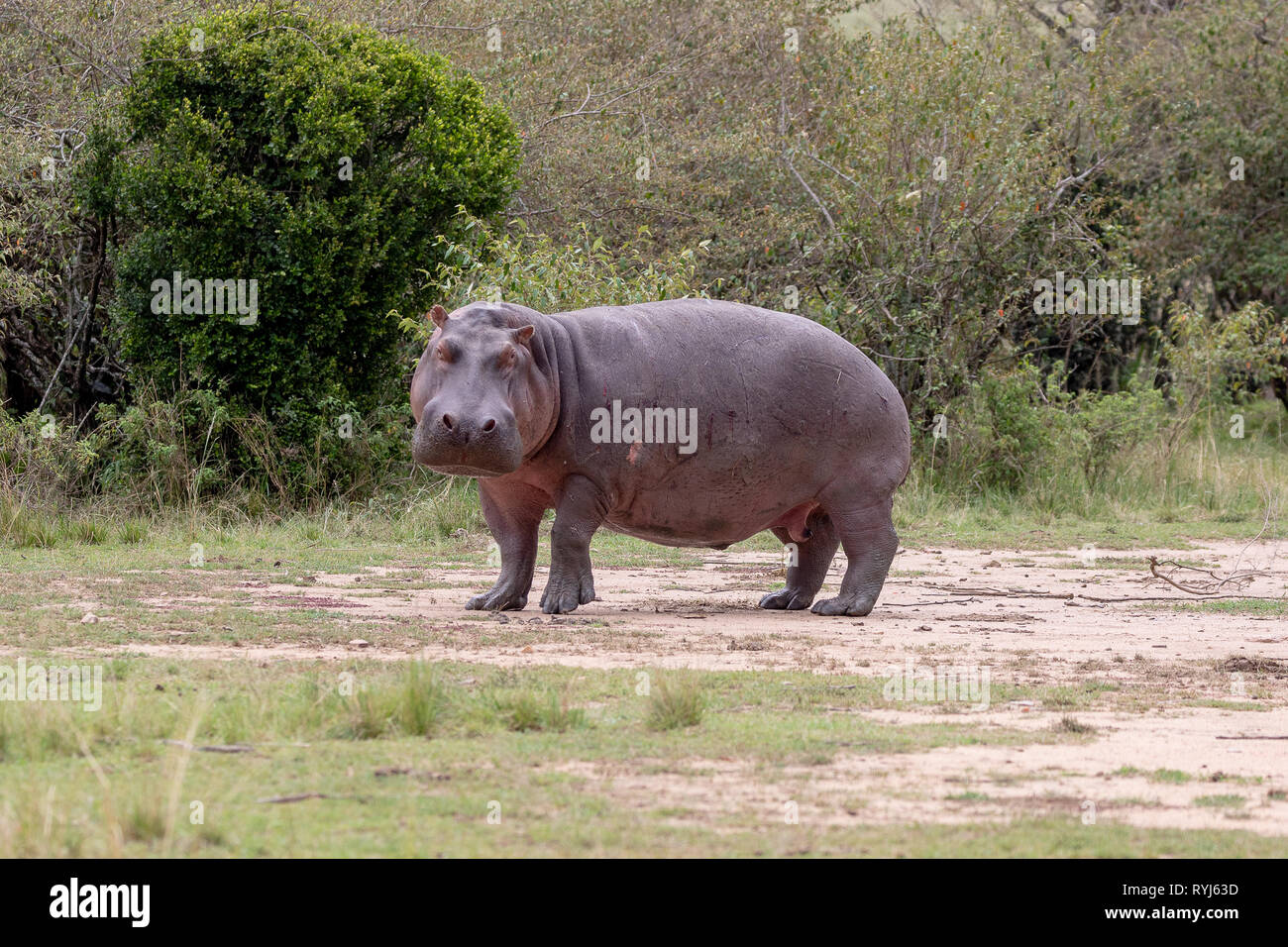 L'Hippopotame commun, le Kenya Afrique Banque D'Images