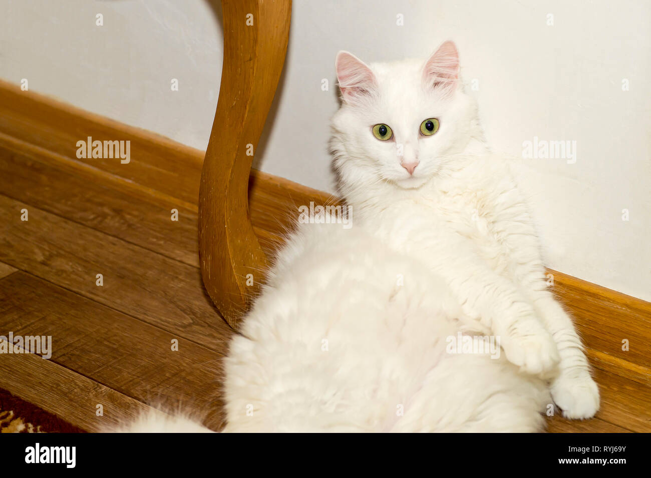 Chat Angora blanc close-up se trouve sur le sol avec son dos reposant sur le mur blanc. L'expression de l'émotion de surprise. Banque D'Images