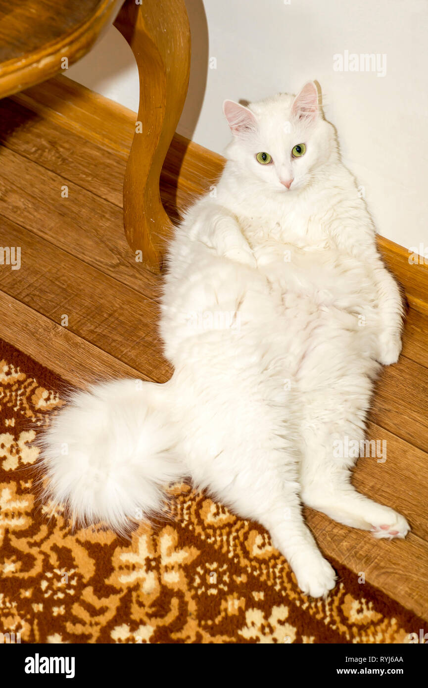 Chat Angora blanc se trouve sur le sol avec son dos reposant sur le mur blanc. Le concept de l'alimentation et l'entretien du poids optimal des animaux domestiques. Le point de vue f Banque D'Images