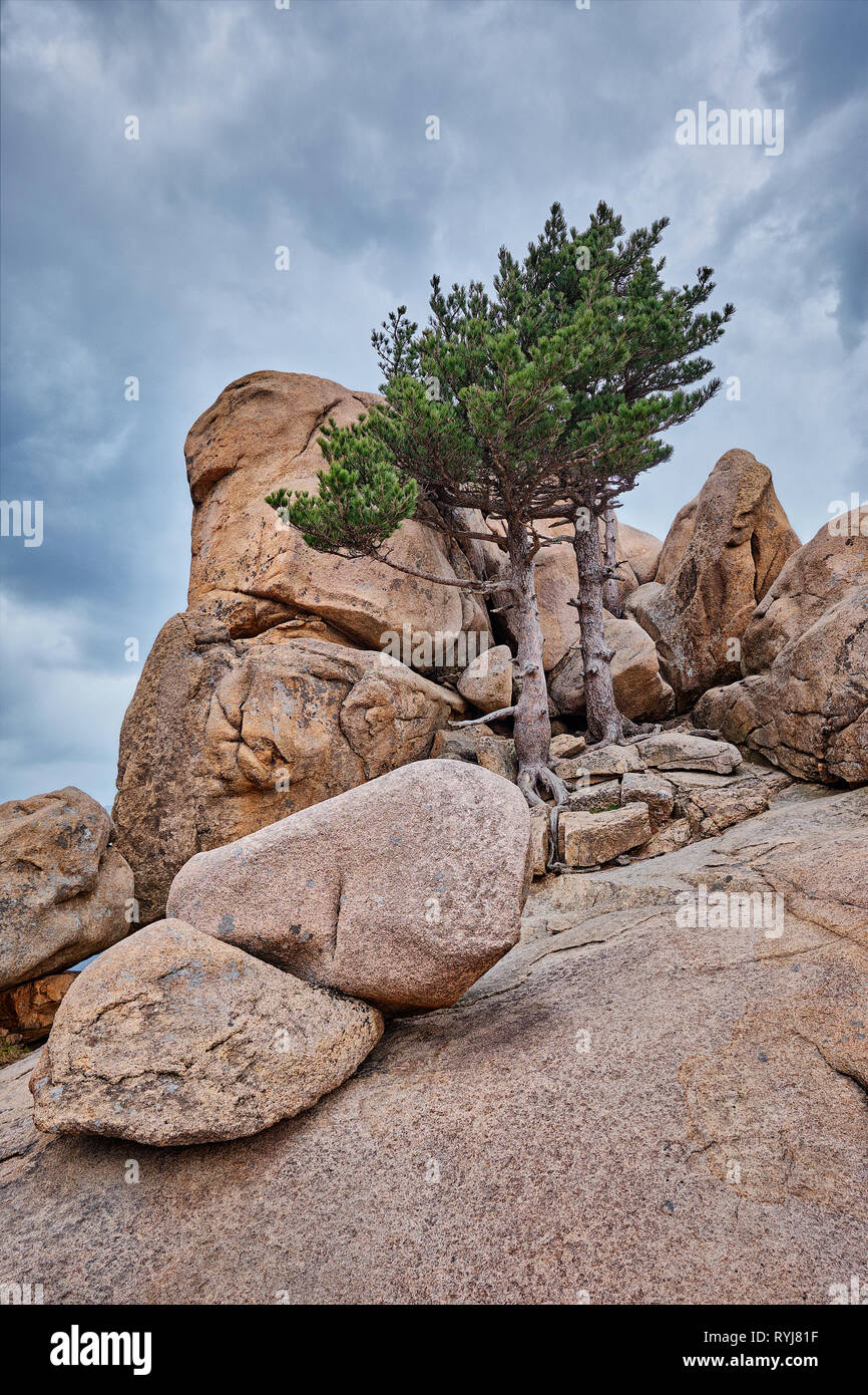 Rock avec des pins dans le Parc National de Seoraksan, Corée du Sud Banque D'Images