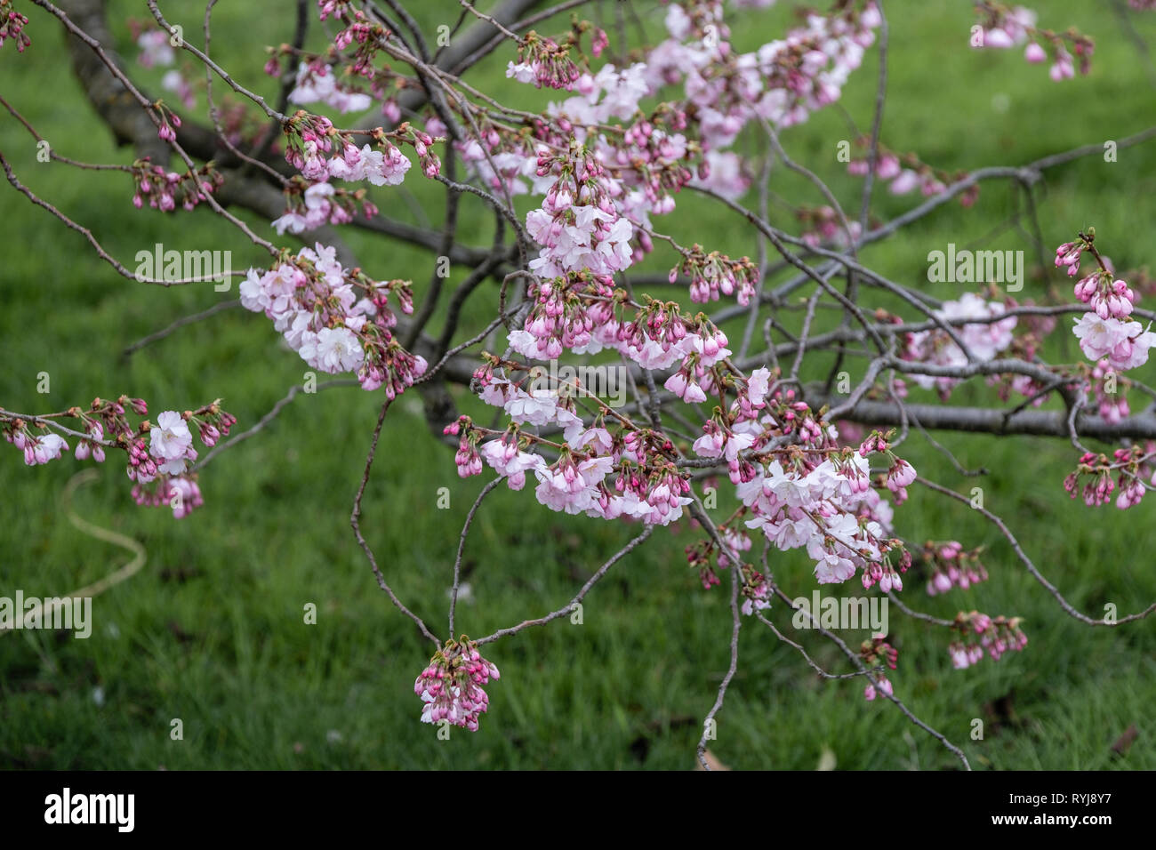 Arbres en fleurs au printemps Banque D'Images