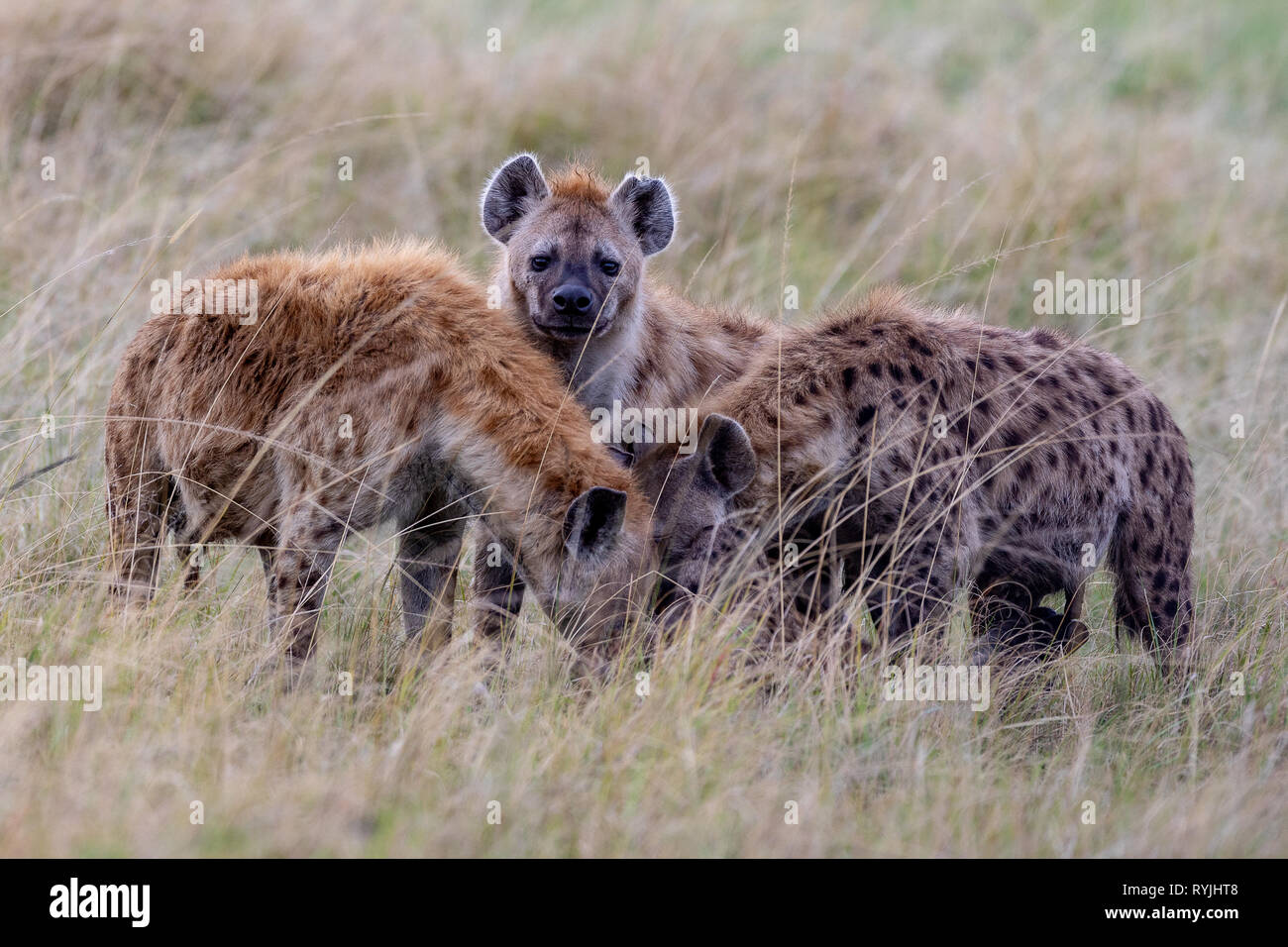 Famille hyène, le Kenya Afrique Banque D'Images