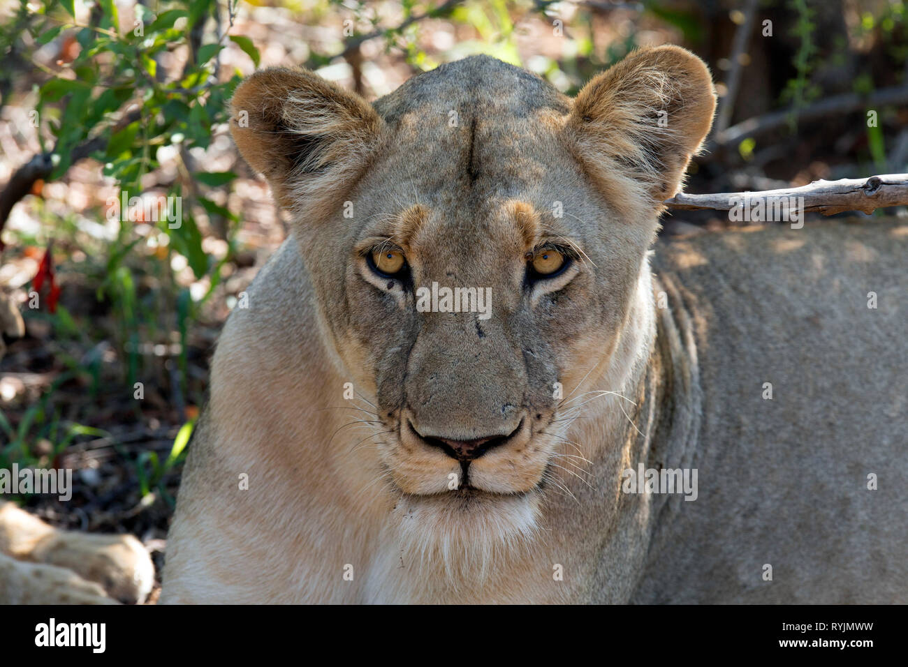 Lioness (Panthera leo) dans la savane. Le Parc National de Kruger. L'Afrique du Sud. Banque D'Images