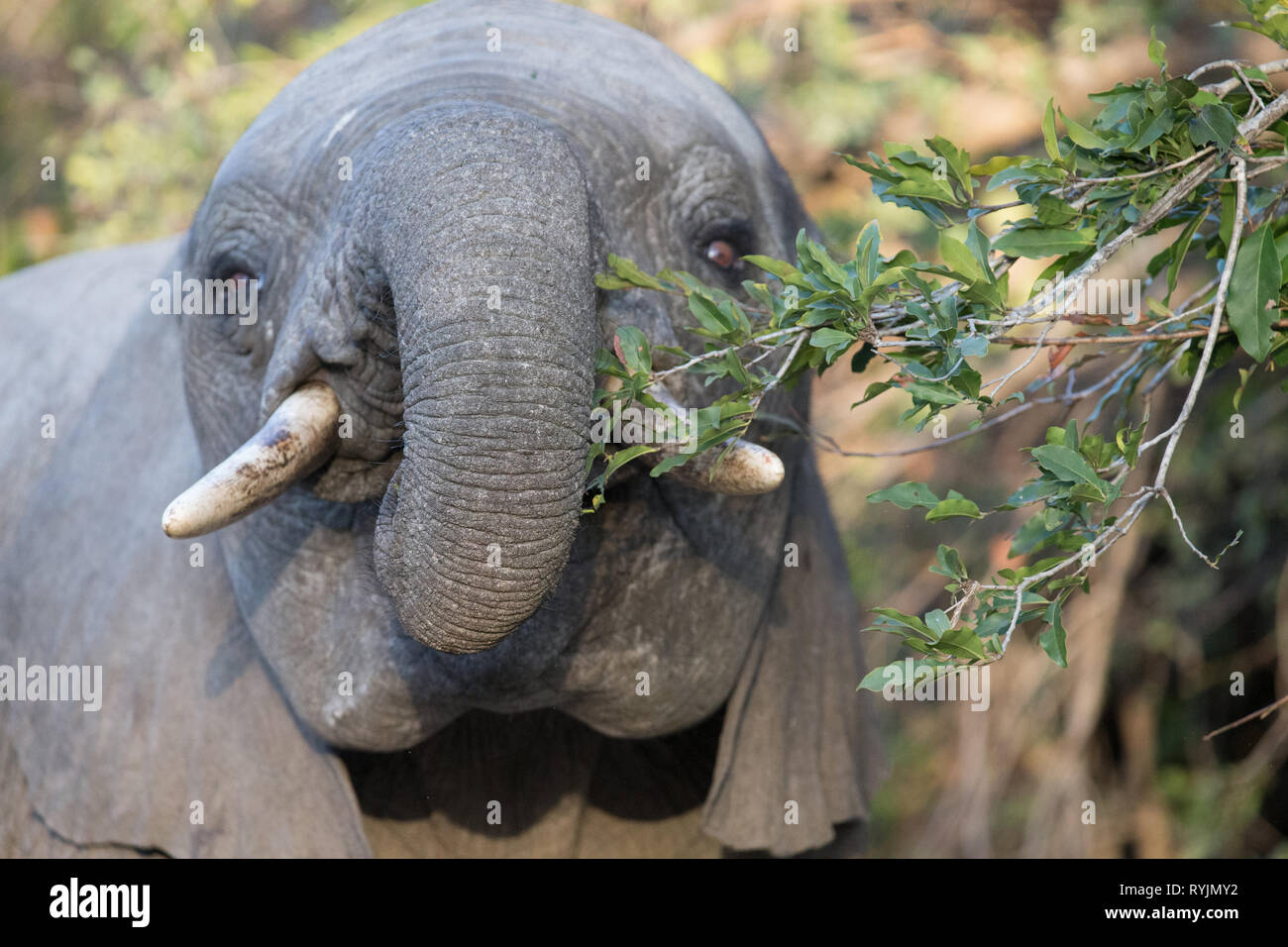 L'éléphant africain (Loxodonta africana). Le Parc National de Kruger. L'Afrique du Sud. Banque D'Images