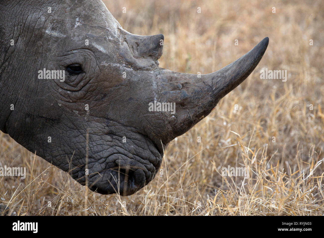 Rhinoceros ( Ceratotherium simum ) dans la savane. Le Parc National de Kruger. L'Afrique du Sud. Banque D'Images