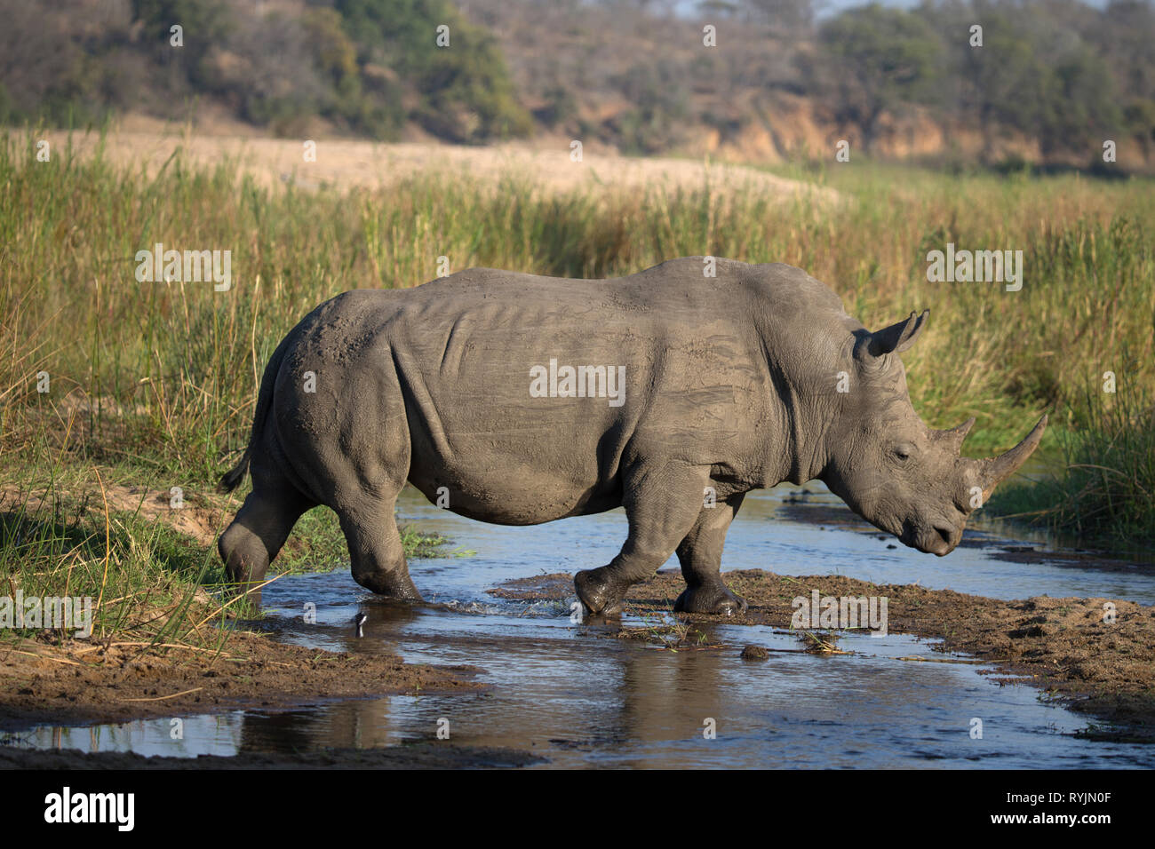 Rhinoceros ( Ceratotherium simum ) dans la savane. Le Parc National de Kruger. L'Afrique du Sud. Banque D'Images