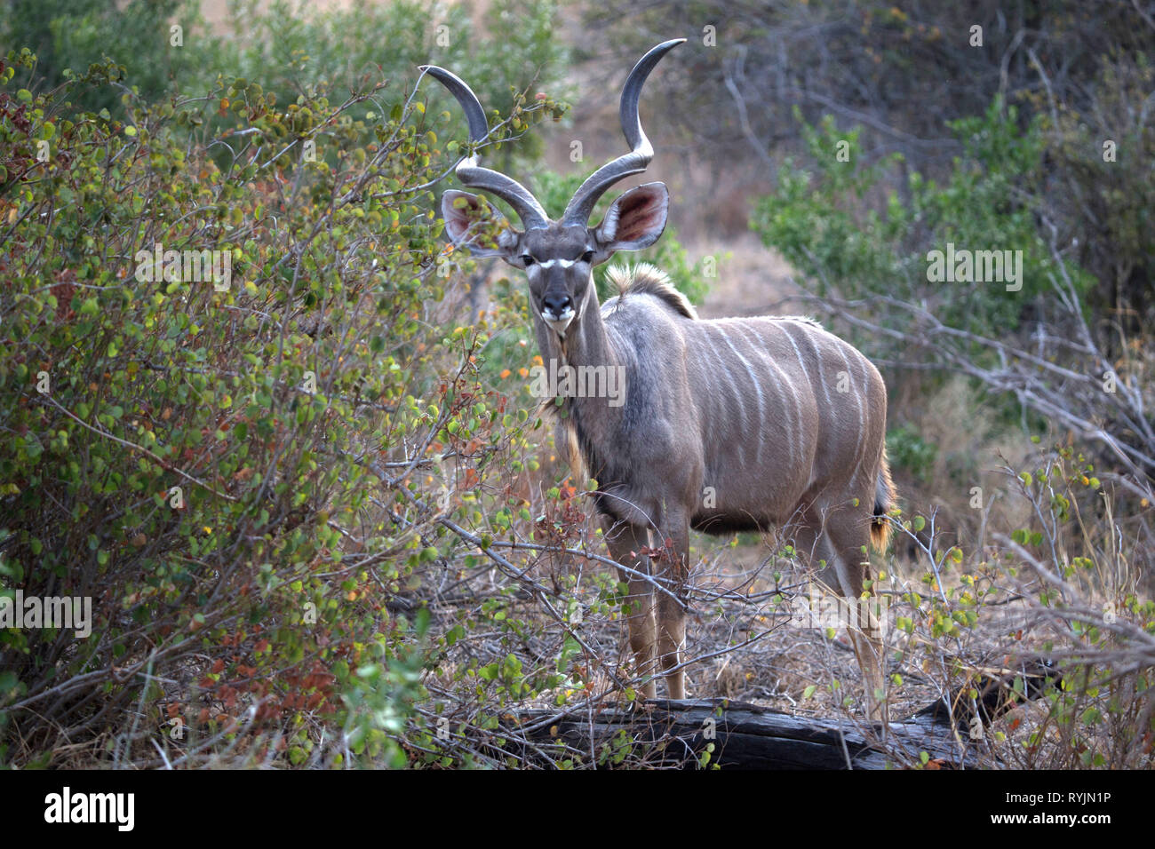 Koudou mâle. Le Parc National de Kruger. L'Afrique du Sud. Banque D'Images