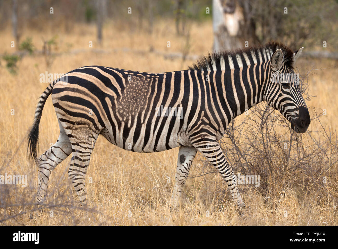 Zèbre (Equus burchelli). Le Parc National de Kruger. L'Afrique du Sud. Banque D'Images