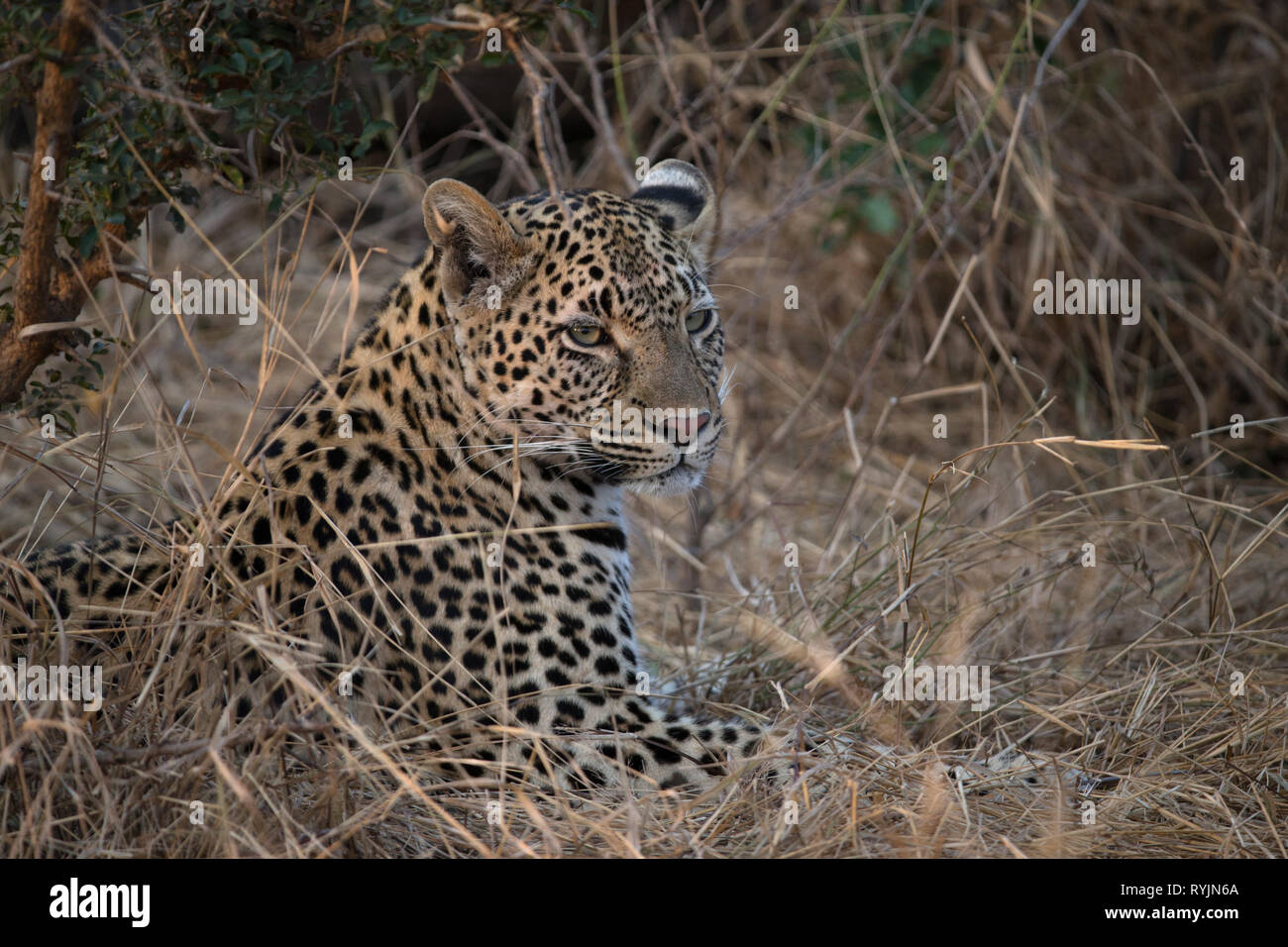 African Leopard (Panthera pardus) dans la savane. Le Parc National de Kruger. L'Afrique du Sud. Banque D'Images