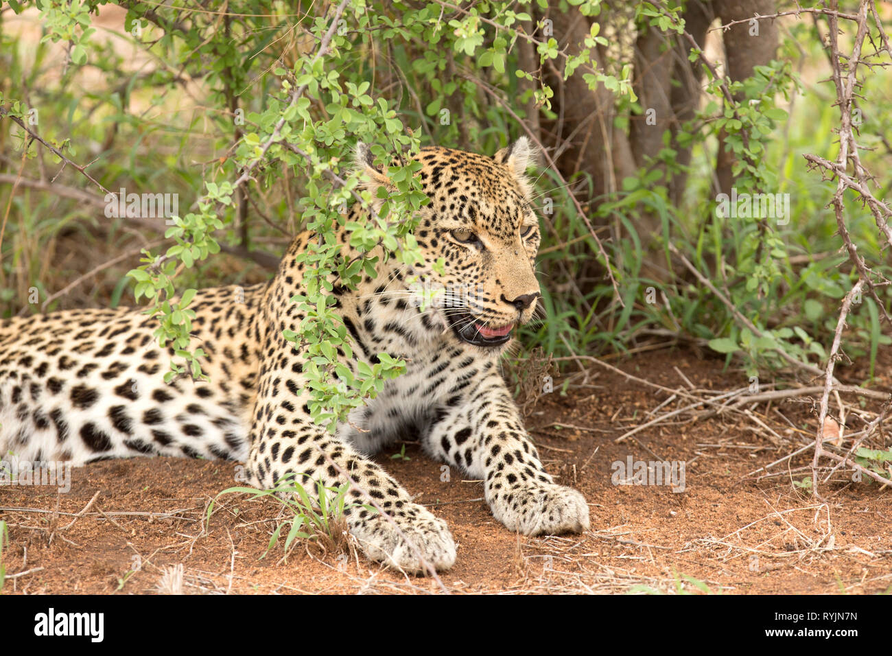 African Leopard (Panthera pardus) dans la savane. Le Parc National de Kruger. L'Afrique du Sud. Banque D'Images