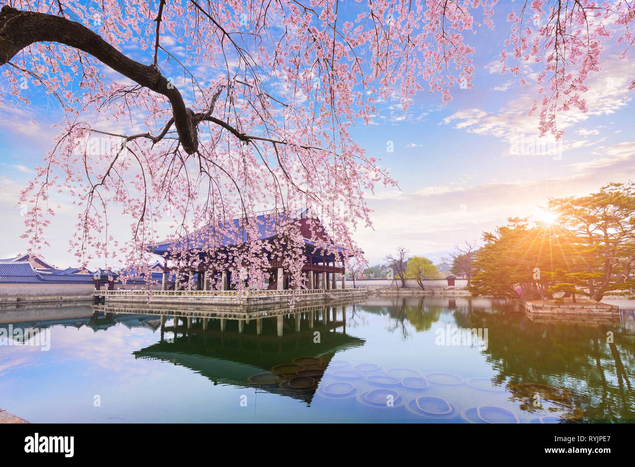 Gyeongbokgung palace avec cherry blossom tree au printemps dans la ville de Séoul de Corée, la Corée du Sud. Banque D'Images