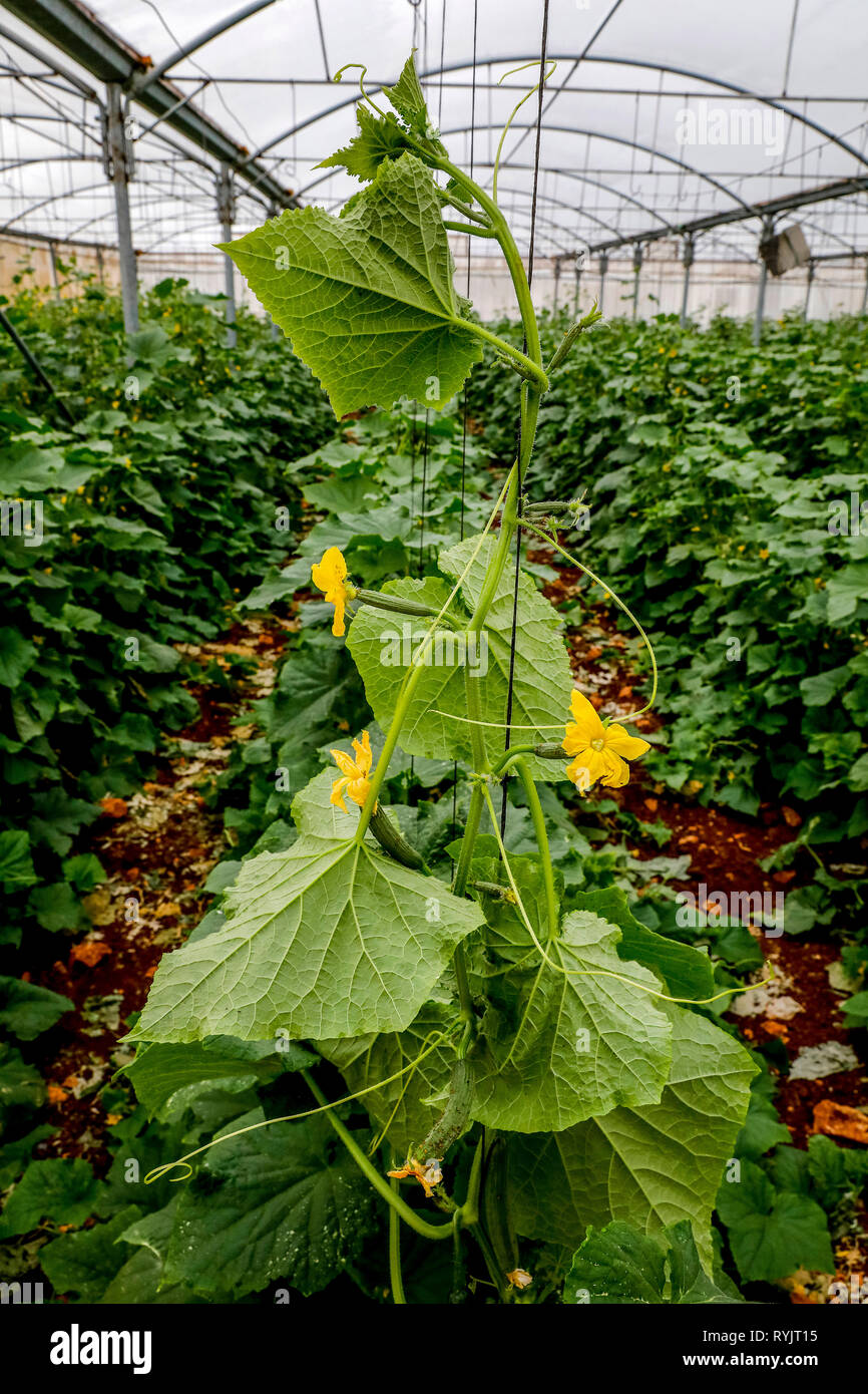 Les émissions appartenant à Mahmoud Salaheddin Salahat, un client d'ACAD finance, à Wadi al Farrah, Cisjordanie, Palestine. Banque D'Images