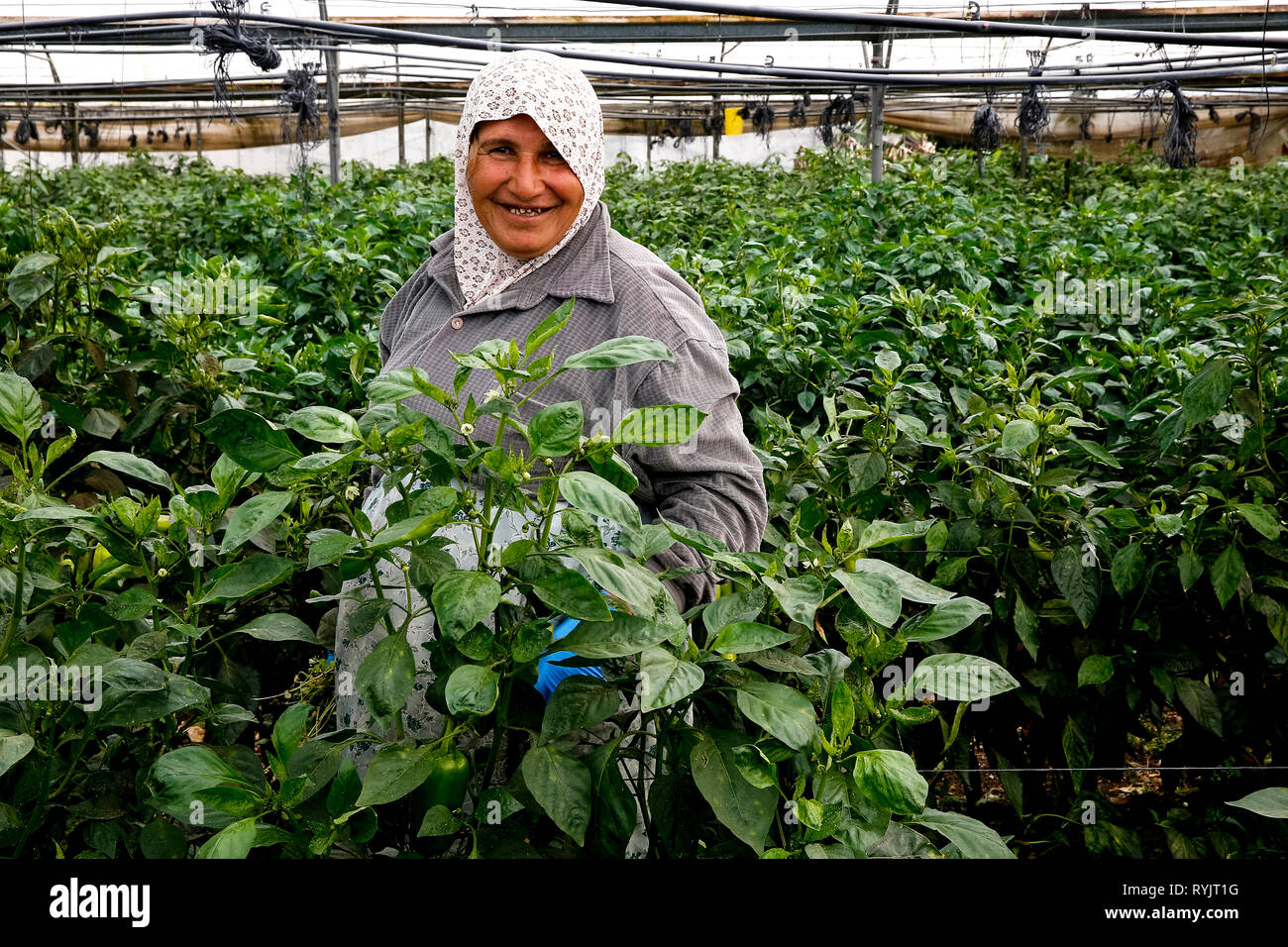 Ferme appartenant à la famille d'aujourd'Taneep Fayez à Tulkarem, en Cisjordanie, en Palestine, qui ont reçu un prêt d'ACAD Finances en 2012. Banque D'Images