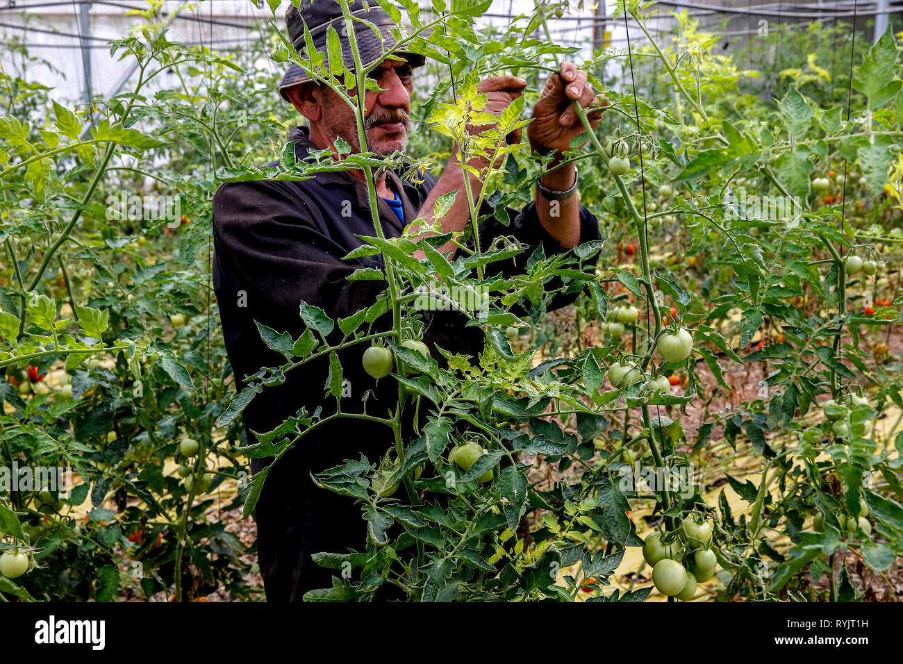 Ferme appartenant à la famille d'aujourd'Taneep Fayez à Tulkarem, en Cisjordanie, en Palestine, qui ont reçu un prêt d'ACAD Finances en 2012. Banque D'Images
