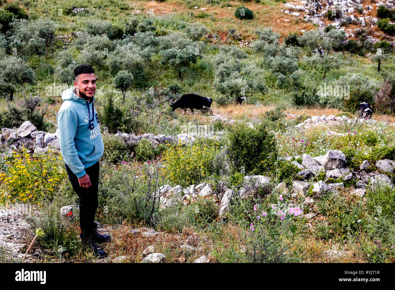 Rami Mazen Abdallah, Draouchi Tallouza une vache en herder, Cisjordanie, Palestine, a reçu un prêt d'ACAD Finance. Banque D'Images