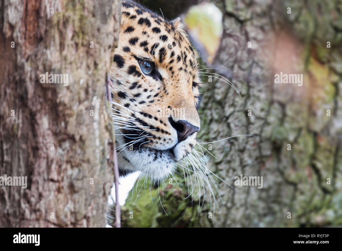 Panthère de emergese les arbres. Une espèce de leopard peuples au sud-est de la Russie et nord-est de la Chine, et répertorié comme En danger critique d'extinction. Banque D'Images