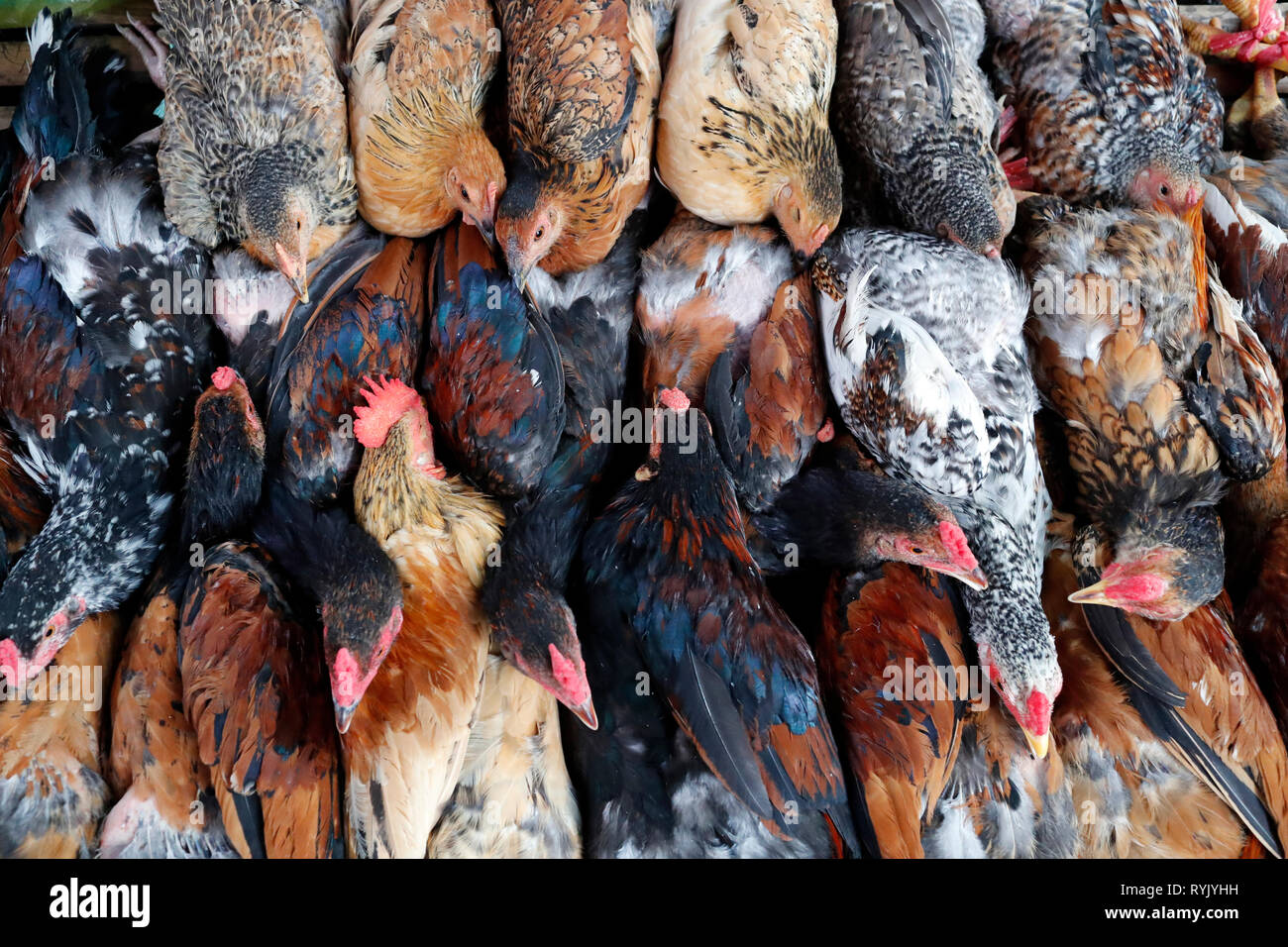 Poulet pour la vente. Marché traditionnel. Ha Tien. Le Vietnam. Banque D'Images