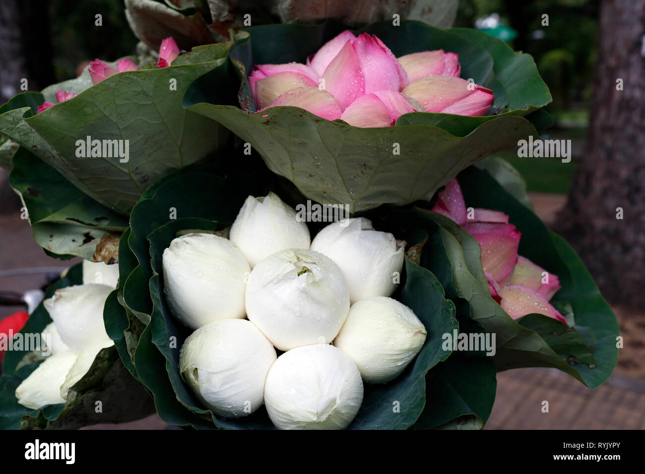Blanc et rose des fleurs de lotus. Ho Chi Minh Ville. Le Vietnam. Banque D'Images