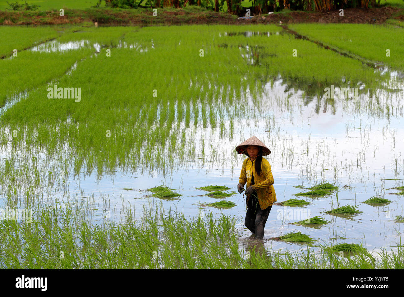 Le Delta du Mékong. Agricultrice travaillant dans un champ de riz. Le repiquage du riz. Can Tho. Le Vietnam. Banque D'Images