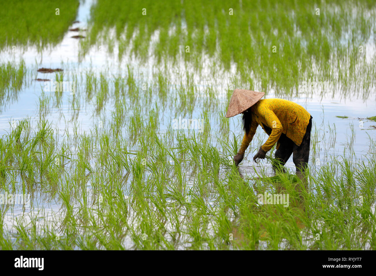 Le Delta du Mékong. Agricultrice travaillant dans un champ de riz. Le repiquage du riz. Can Tho. Le Vietnam. Banque D'Images