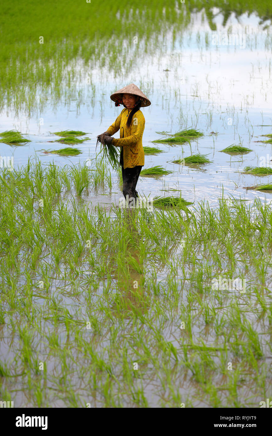 Le Delta du Mékong. Agricultrice travaillant dans un champ de riz. Le repiquage du riz. Can Tho. Le Vietnam. Banque D'Images