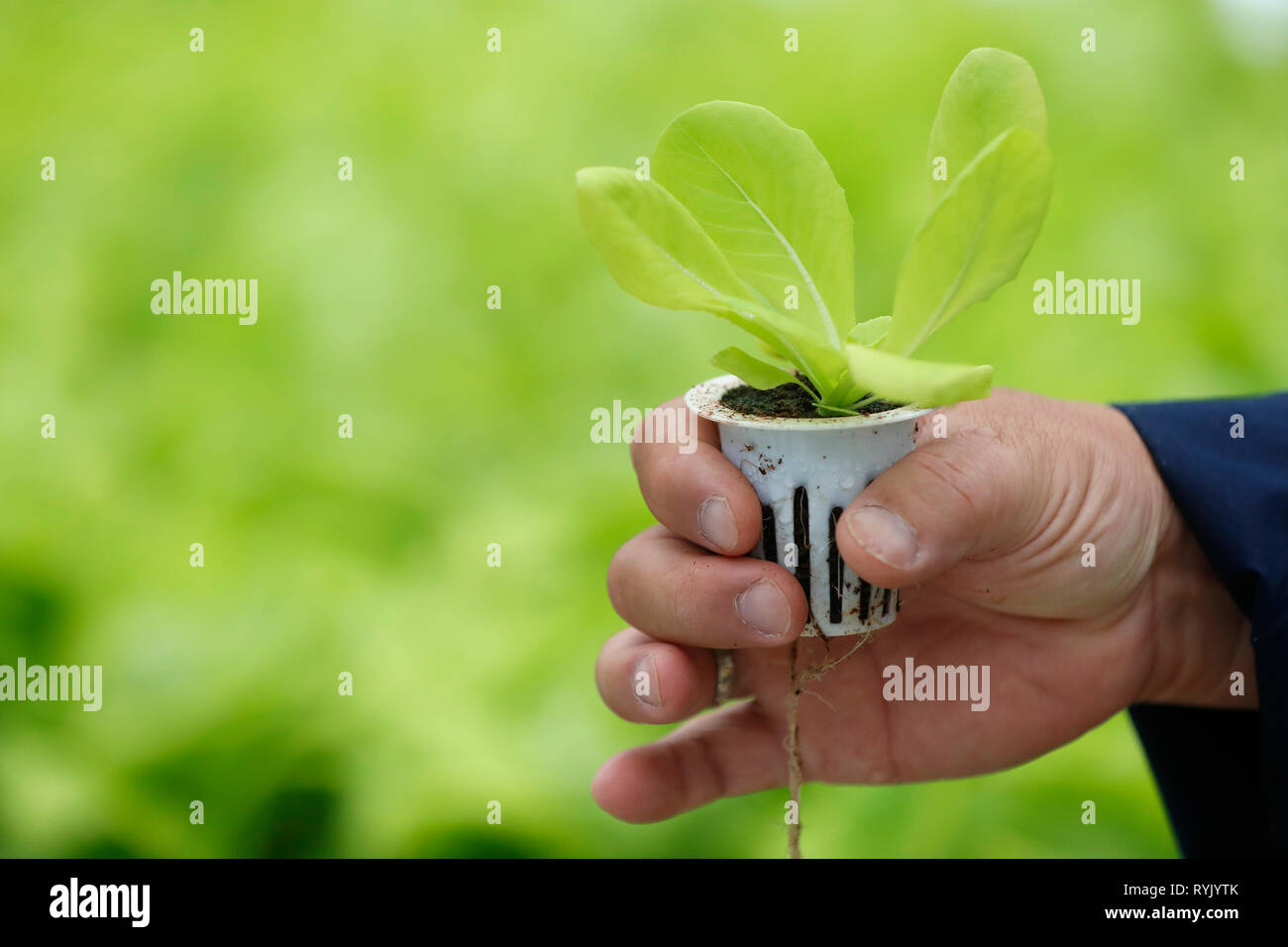 Ferme de légumes hydroponiques biologiques. Les jeunes plantes de laitue en serre. Close-up. Dalat. Le Vietnam. Banque D'Images