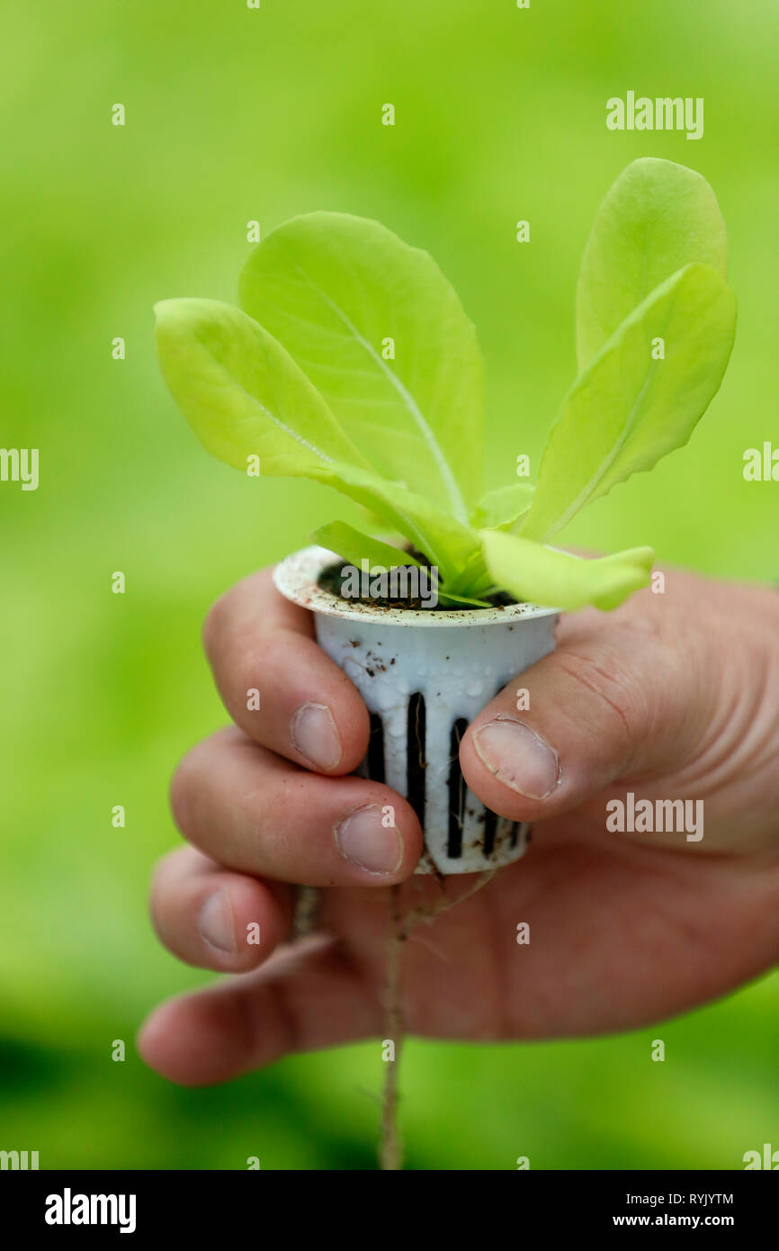 Ferme de légumes hydroponiques biologiques. Les jeunes plantes de laitue en serre. Close-up. Dalat. Le Vietnam. Banque D'Images