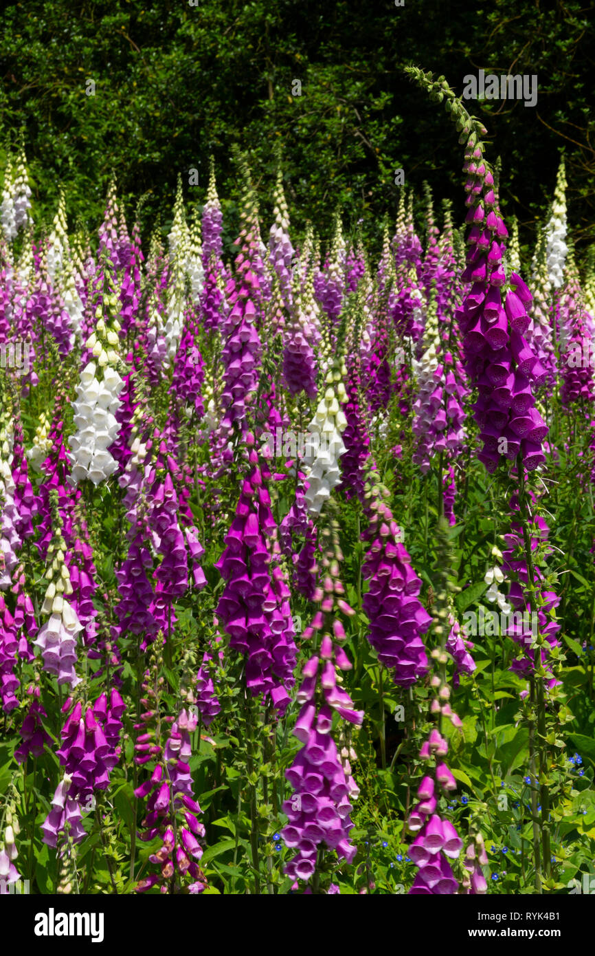 Mauve et blanc Digitales, Digitalis purpurea, dans le soleil d'été, England, UK, FR, Banque D'Images
