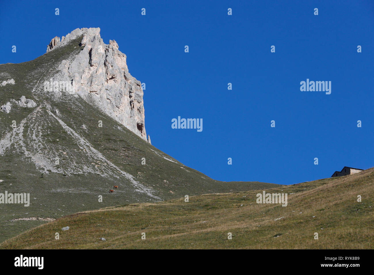 Alpes françaises. Fromage de Beaufort. Le lait utilisé provient de la tarine vaches qui paissent dans les hauts pâturages. Peisey Nancroix. La France. Banque D'Images