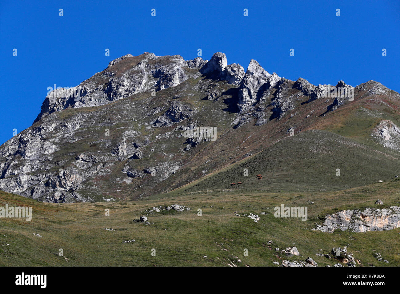 Alpes françaises. Fromage de Beaufort. Le lait utilisé provient de la tarine vaches qui paissent dans les hauts pâturages. Peisey Nancroix. La France. Banque D'Images