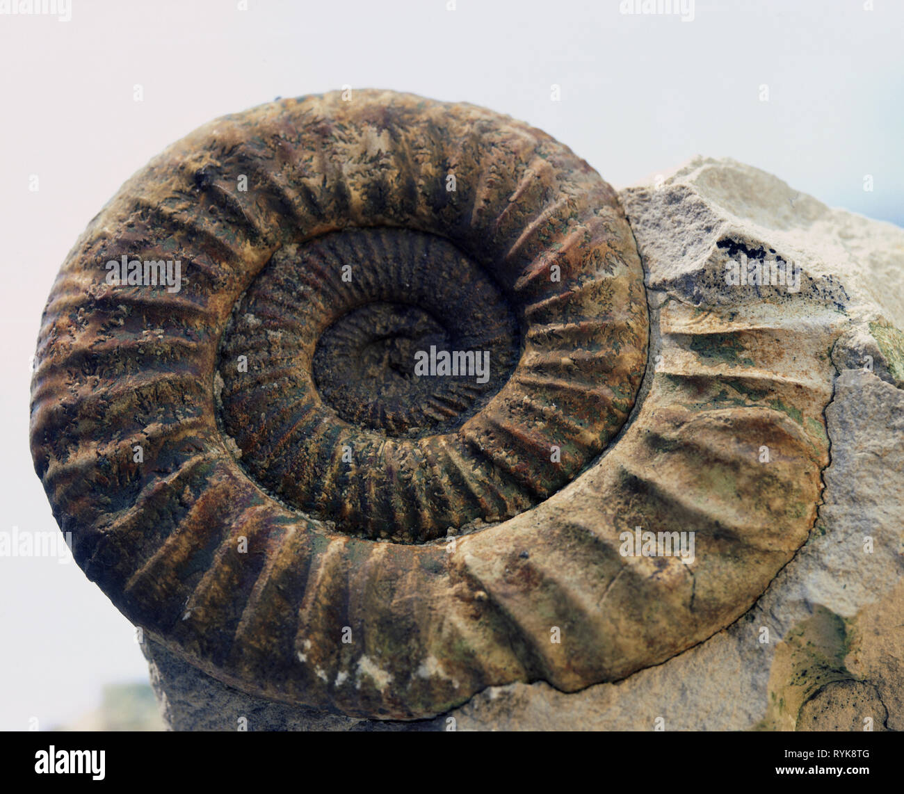 La préhistoire, l'époque préhistorique, Pétrification, Additional-Rights Clearance-Info-ammonite,-Not-Available Banque D'Images