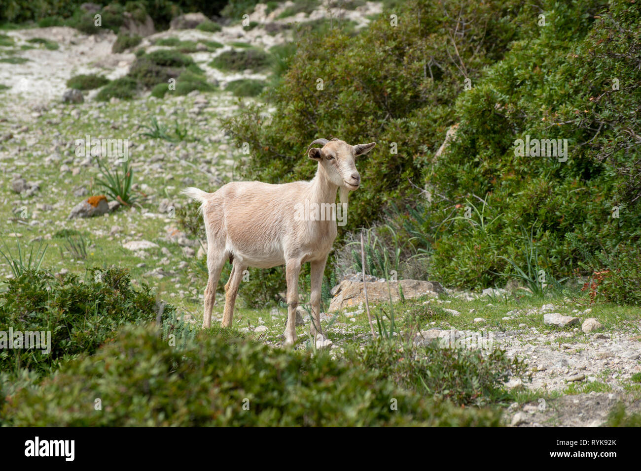 Au chèvre Cala Boquer près de Pollensa, Majorque, Espagne. Banque D'Images