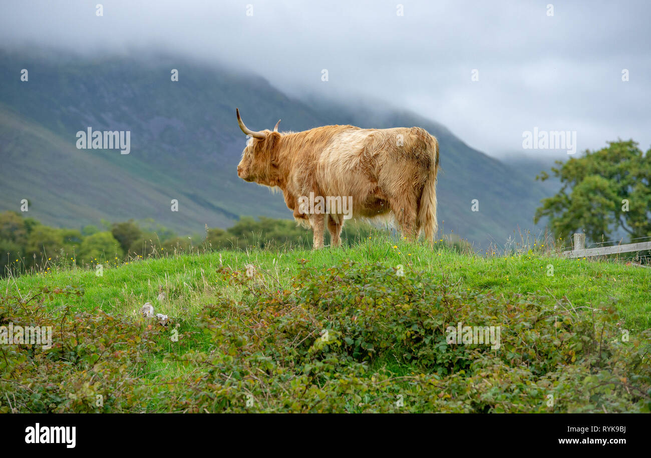 Vache Highland, Kraainem Highlands écossais. Banque D'Images