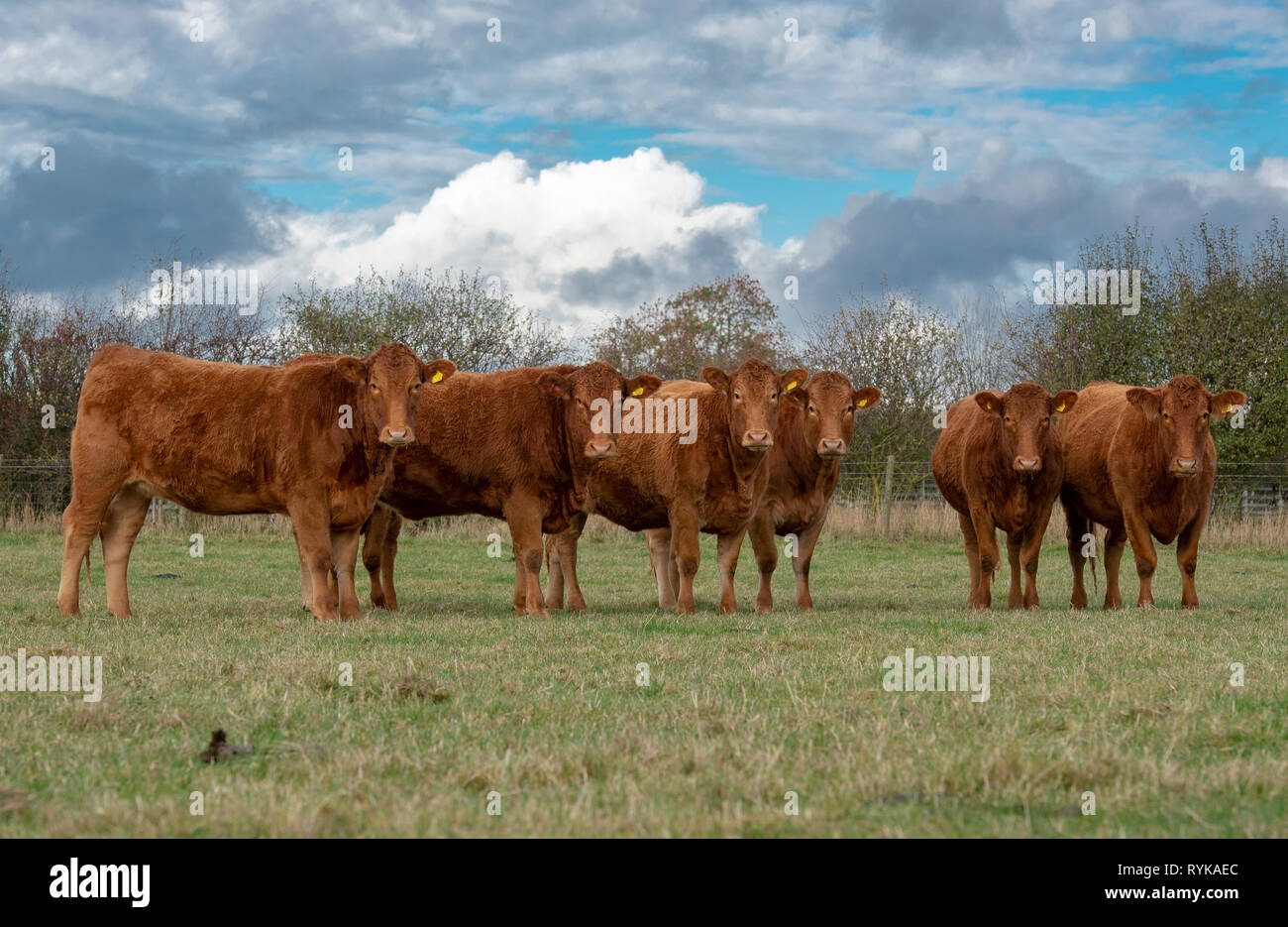 Les vaches du sud du Devon, dans le Yorkshire. Banque D'Images