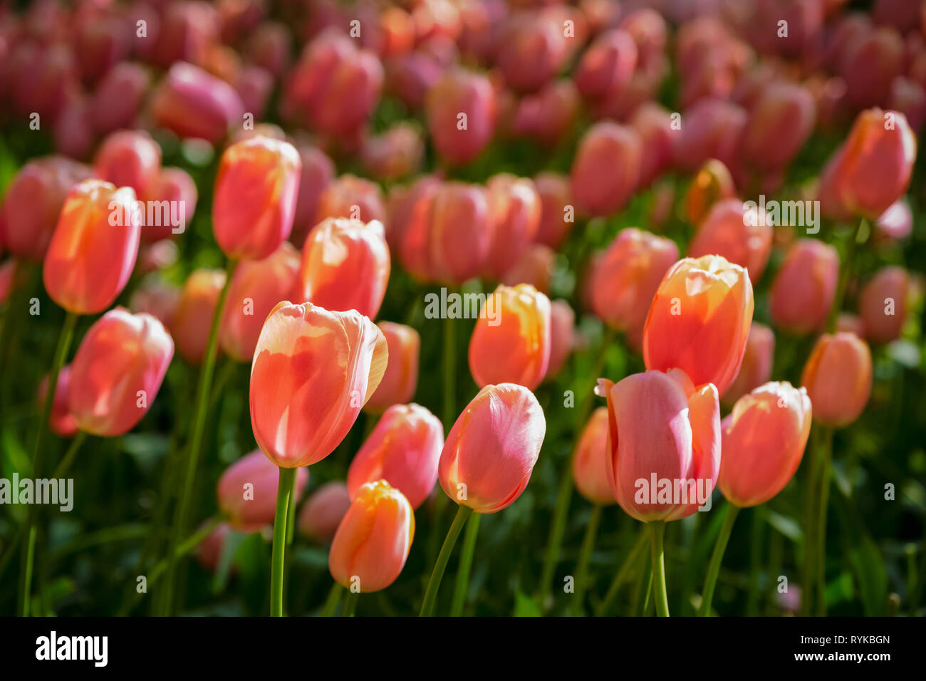 Parterre de tulipes en fleurs dans jardin de fleurs Keukenhof, Pays-Bas Banque D'Images