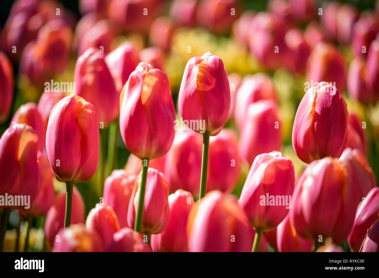 Parterre de tulipes en fleurs dans jardin de fleurs Keukenhof, Pays-Bas Banque D'Images
