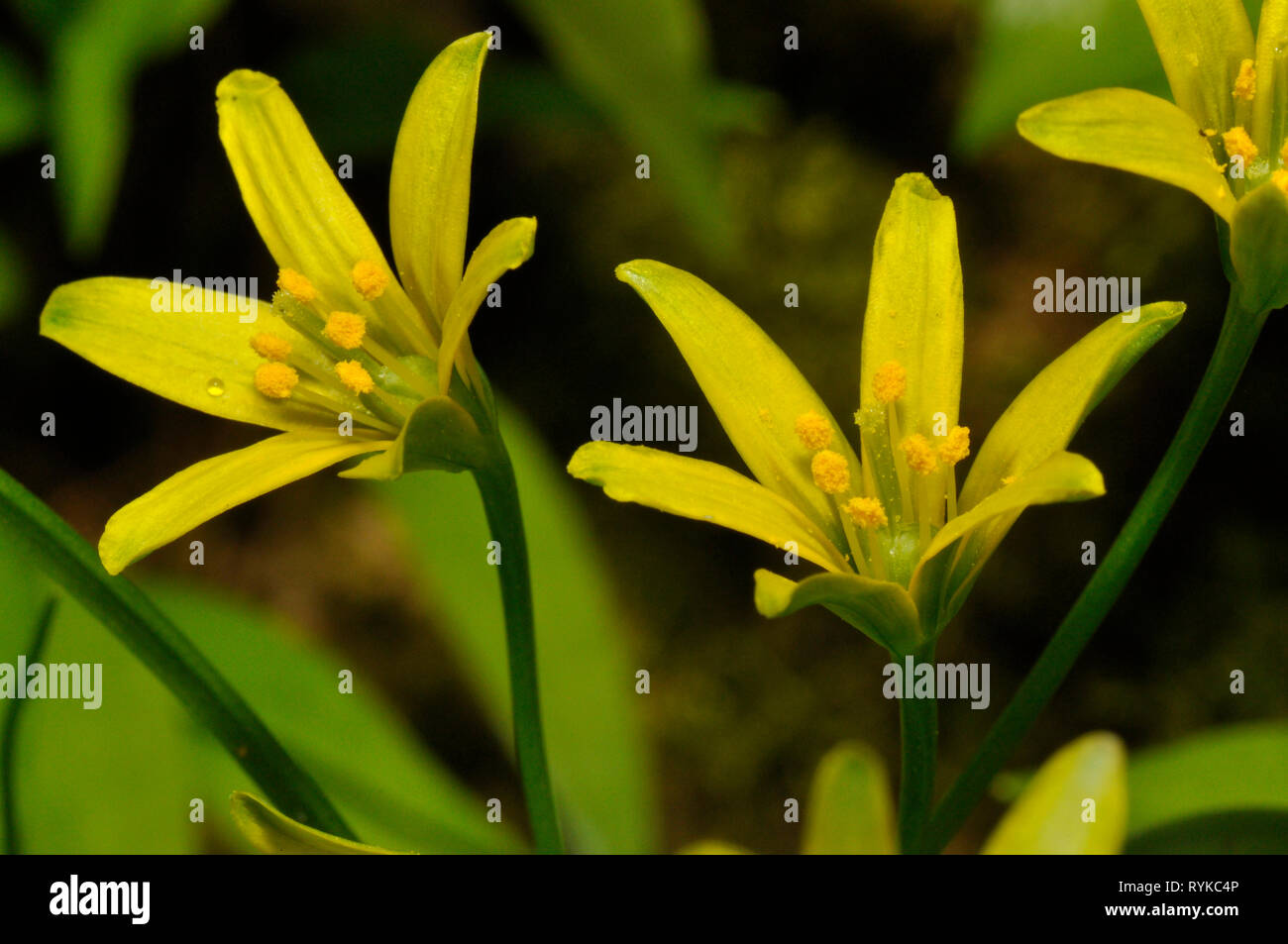 Étoile jaune-de-Bethléem, Gagea lutea,famille Liliacées,qui pousse dans les forêts sur les sols de base.rares, mais localement abondante.Fleurs Avril - Mai, Mendip Banque D'Images