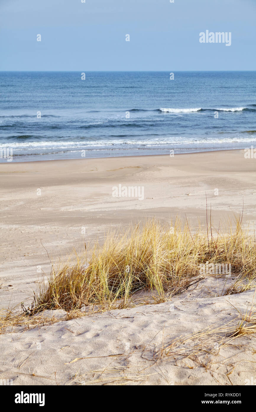 Herbe séchée sur une plage, dune, selective focus. Banque D'Images