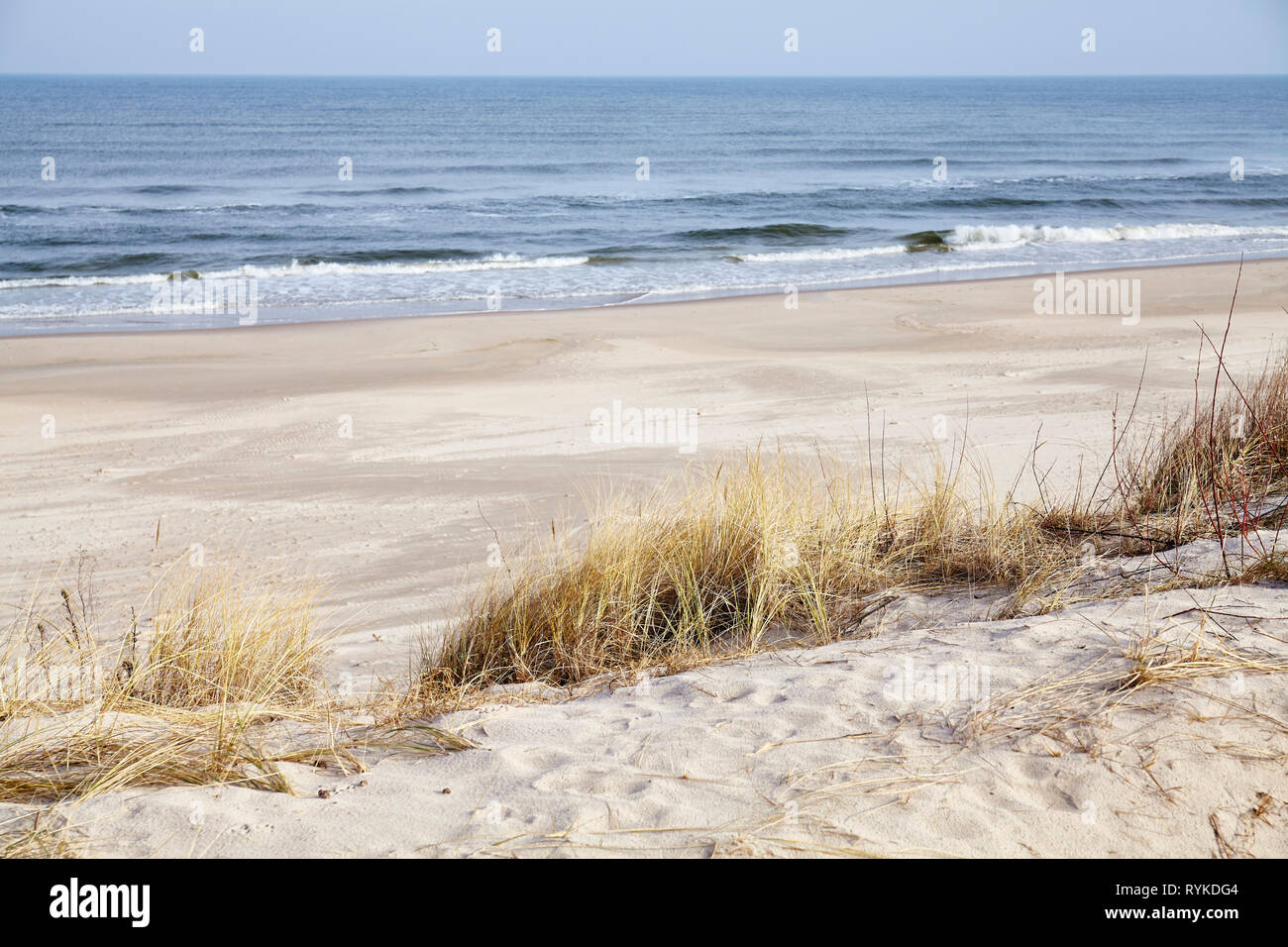 Herbe séchée sur une plage, dune, selective focus. Banque D'Images