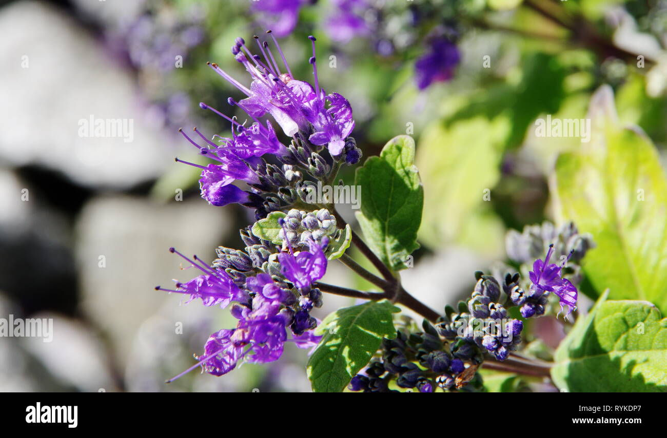 Libre de délicates fleurs bleues avec arrière-plan flou Banque D'Images